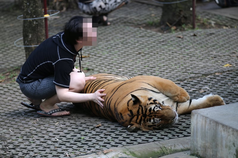 New York prohíbe los \"selfies\" con grandes felinos