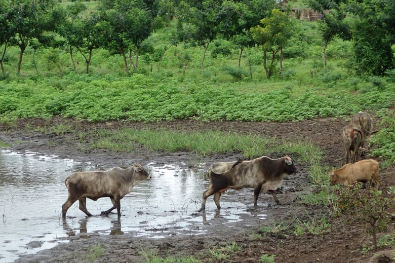 Photo taken from World Animal Protection's previous disaster work in Malawi, Africa