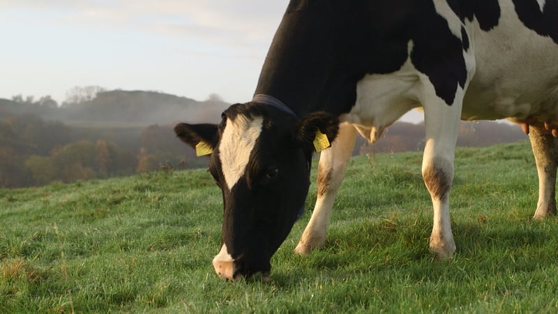 Vaca se alimenta de pasto.