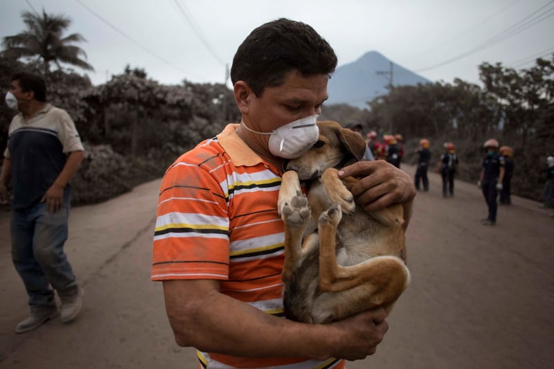 guatemala protocolo animales desastres