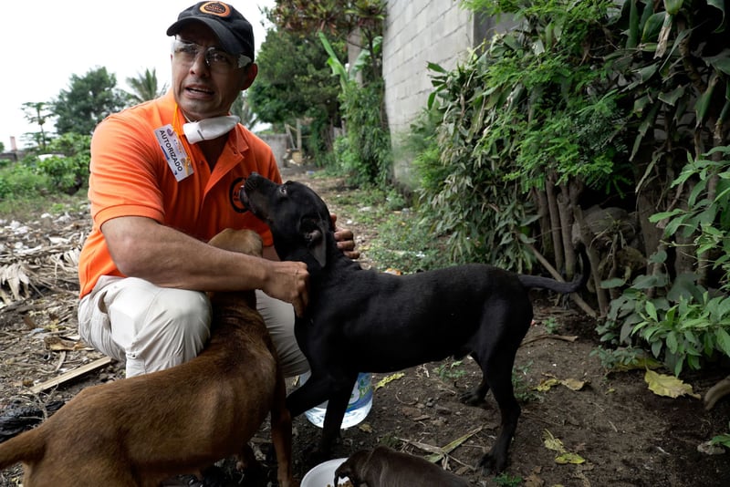 Volcán de Fuego update: meet the animals we’re helping