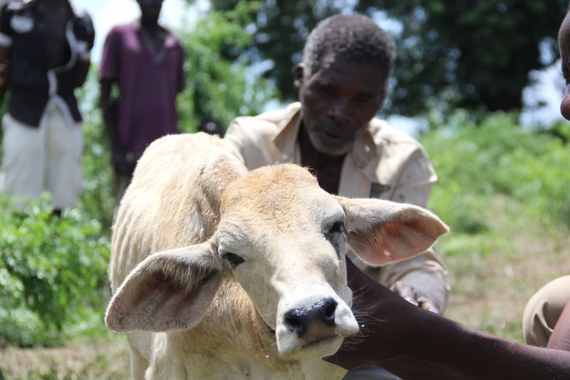 Actualización del Ciclón Idai: Conoce a los animales que ayudamos