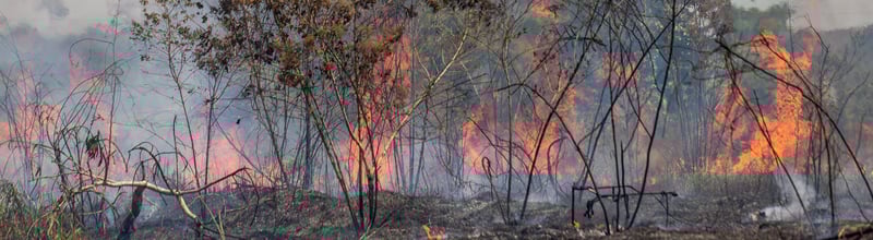 The Amazon rainforest burning 2019
