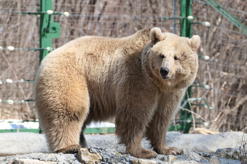 Masha, a female bear rescued from Ukraine