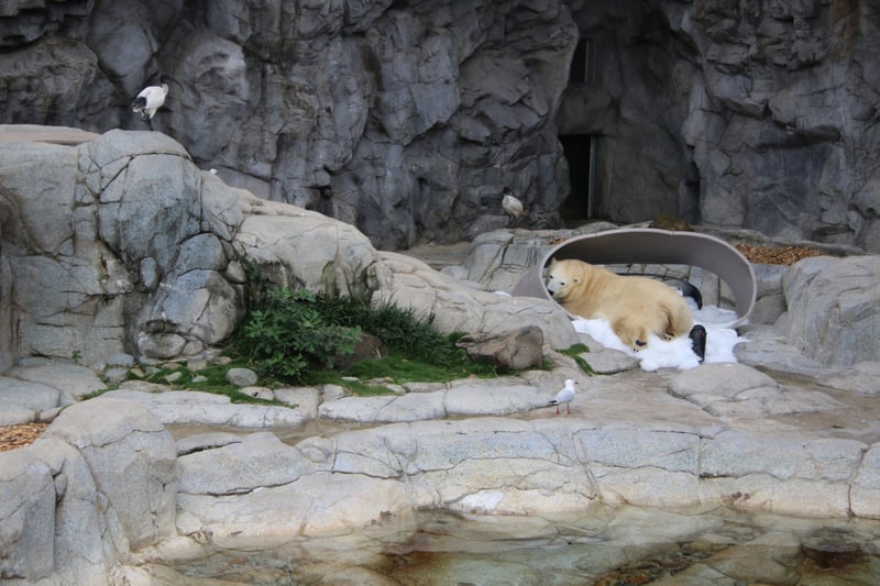 A polar bear living at the Gold Coast. Thousands of wild animals are kept in cruel conditions in Australian wildlife entertainment venues with the most prominent all being in the state of Queensland