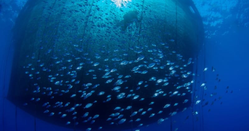 Peces atrapados en una red en una piscicultura oceánica industrial. Los peces son seres sintientes.