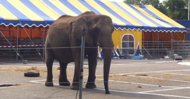 Olifant Buba bij circus Freiwald