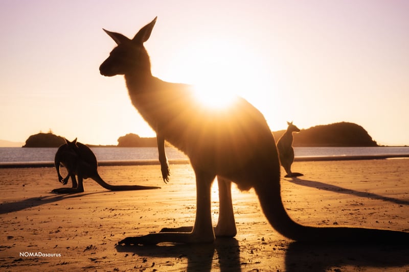 Silueta de un canguro de pie en una playa arenosa al amanecer en Australia, con el sol brillante detrás de él. Otros canguros se ven en segundo plano. La imagen transmite la belleza de los canguros en su hábitat natural.