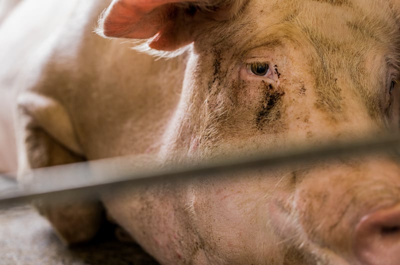 Hacemos un llamado a Walmart en CDMX que críen bien a los cerdos