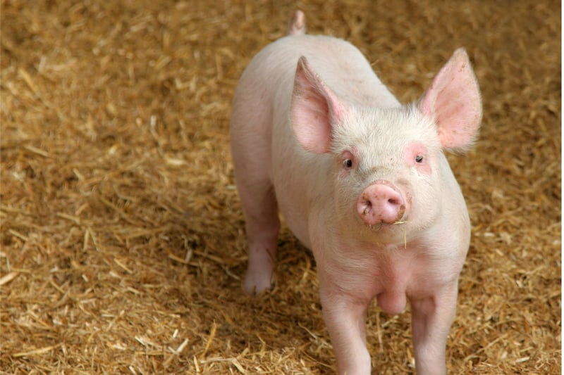 Un cerdo bebé mira con curiosidad a la cámara.