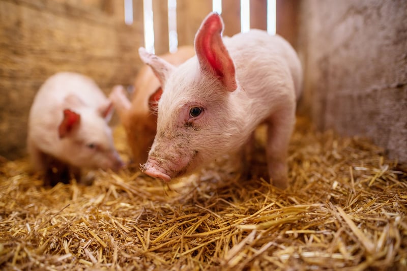 Un cerdo bebé mira a la cámara en una granja.