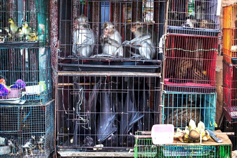 vida silvestre comercio prohibicion