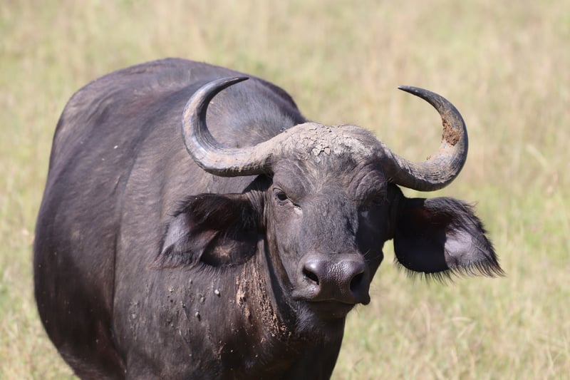 Un búfalo negro - datos de búfalos