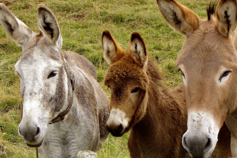 Tres burros juntos - datos curiosos de burros
