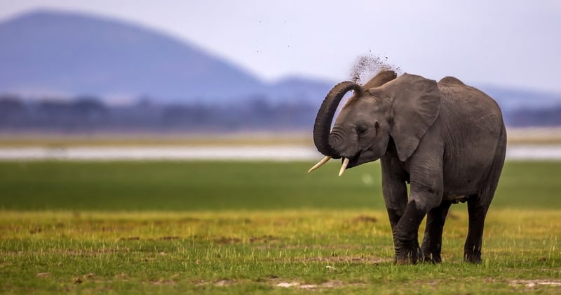 Un elefante joven libre en la naturaleza.