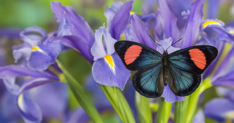 Una mariposa azul, negra y rosa entre flores de iris púrpura.