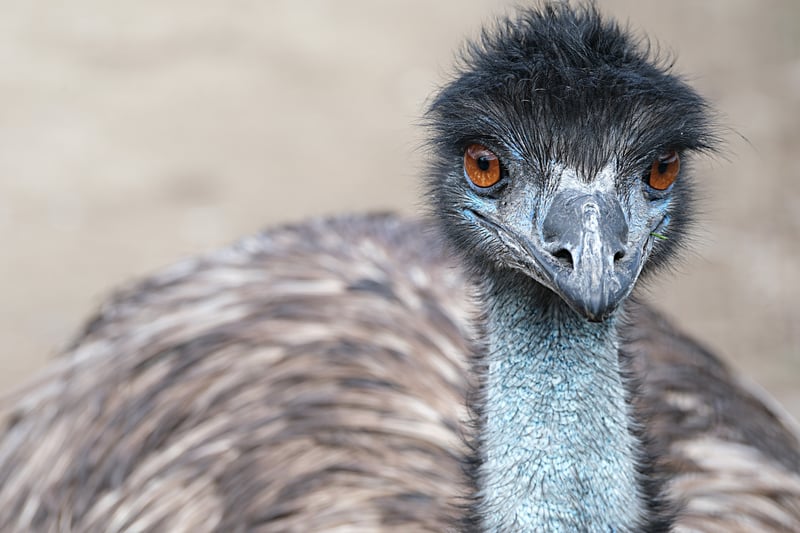 Un emu australiano mira a la cámara.