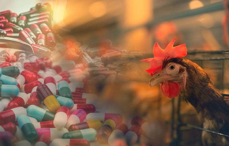 a chicken next to antibiotic pills