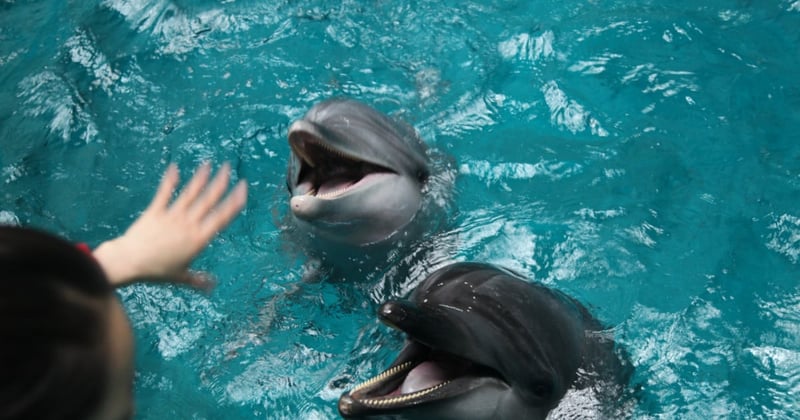 Hand reaching out to dolphins in captivity