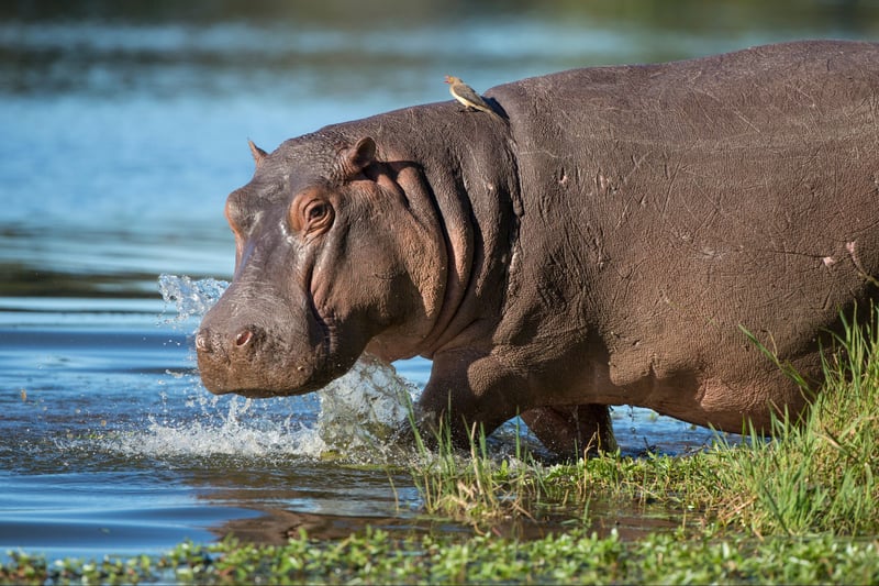 Un hipopótamo libre en la naturaleza en África.
