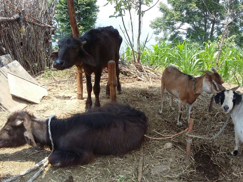 Animales afectados tras el terremoto de Nepal