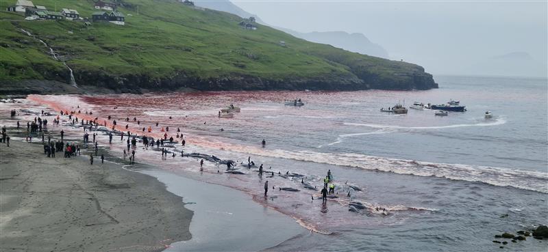 Iman de la cruel caza de ballenas en las Islas Faroe en 2025.