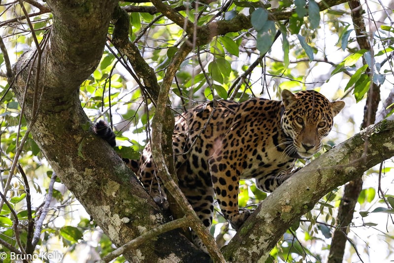 Un jaguar libre en la naturaleza en Brasil.