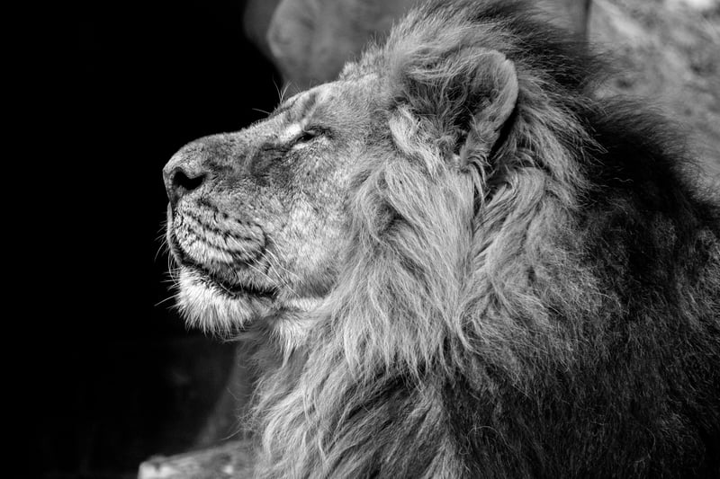León en cautiverio en blanco y negro