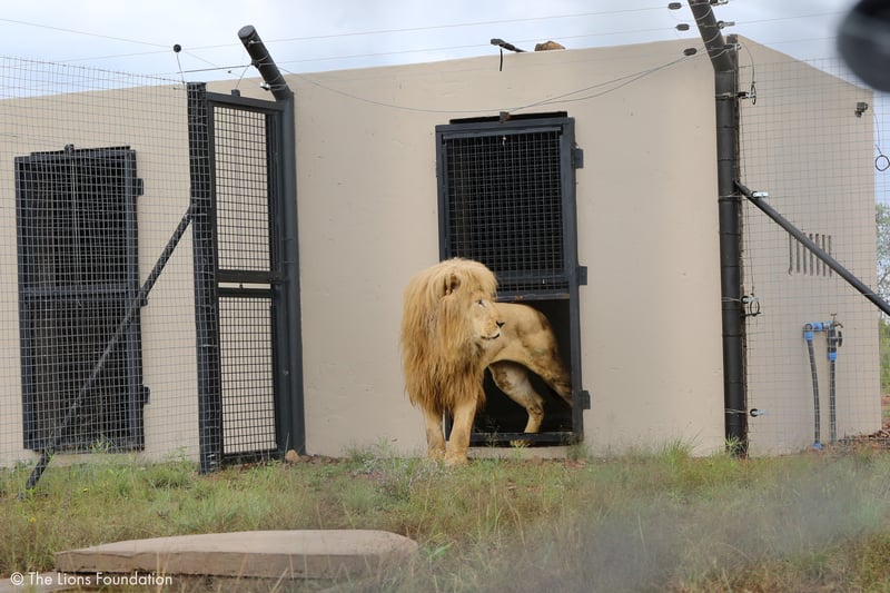 El león rescatado Mannie explora su nuevo hogar.