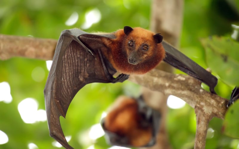 Muercielago en la naturaleza