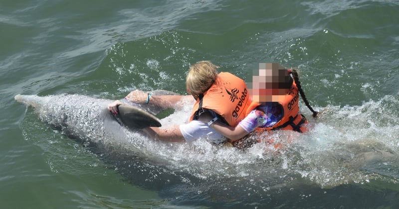 Dos turistas nadan agarrados de la aleta de un delfín