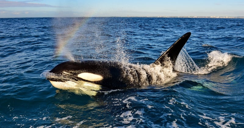 Una orca en su hábitat natural en el mar.