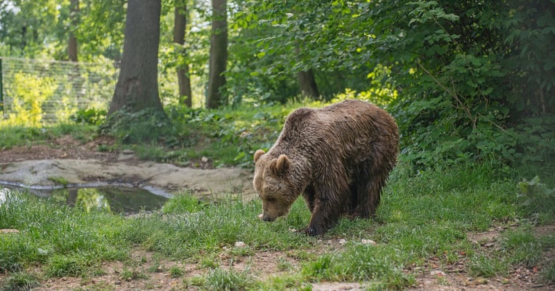 Un oso rescatado en Rumanía.