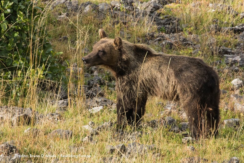 Oso pardo marsicano caminando libremente entre vegetación silvestre y rocas en los Apeninos.