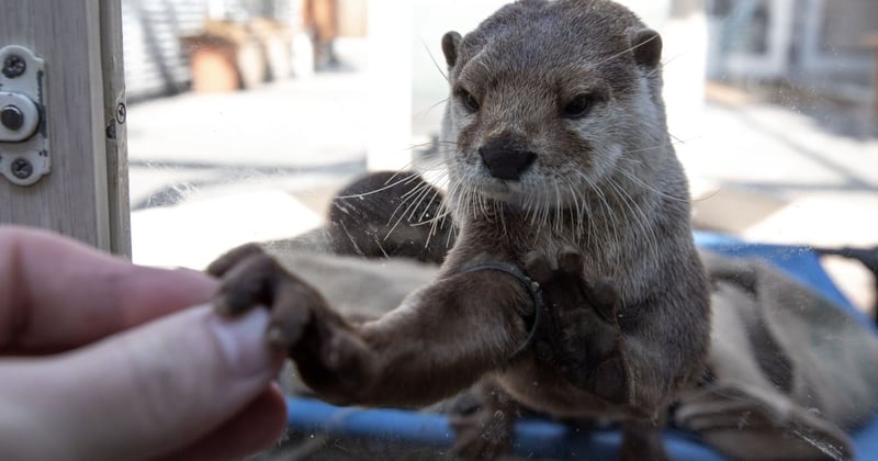 Otters in Asia