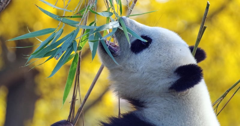 Un panda comiendo bambú