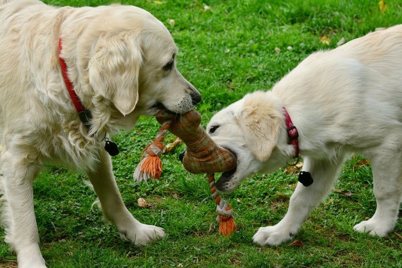 perros y cuarentena