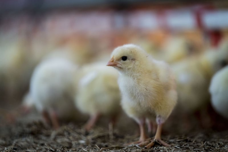 Pollo en una granja.
