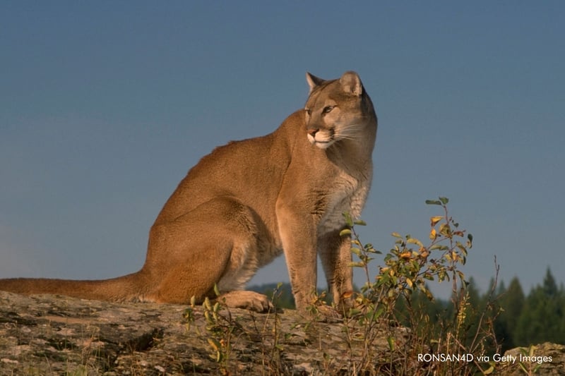 Un puma libre en Suramérica