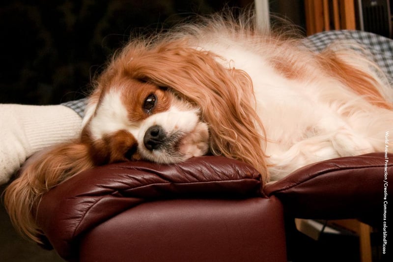 Perro en sillón