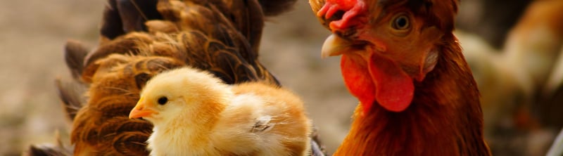 Un pollo descansa sobre su madre. Los pollos son seres sintientes que merecen protección
