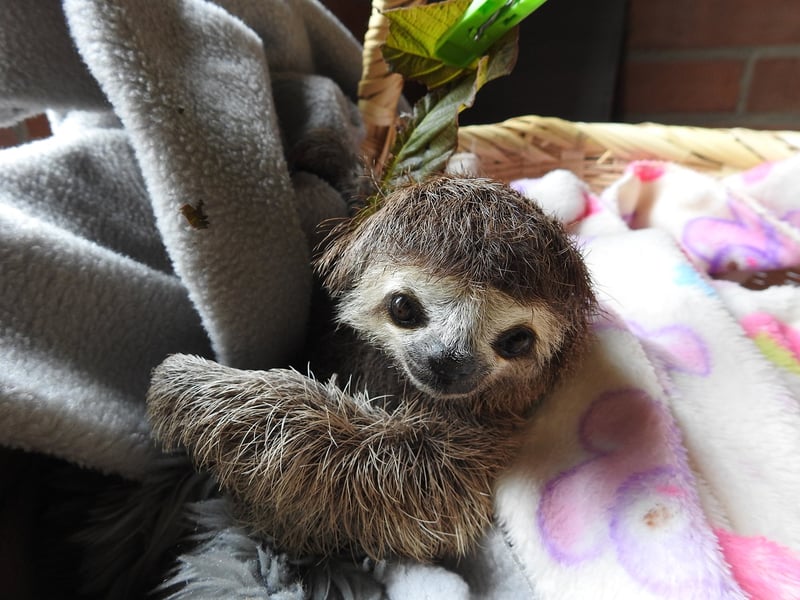 sloth, Colombia