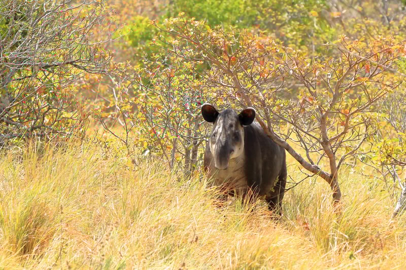 Un tapir en libertad en el Parque Nacional Rincón de la Vieja, Costa Rica.
