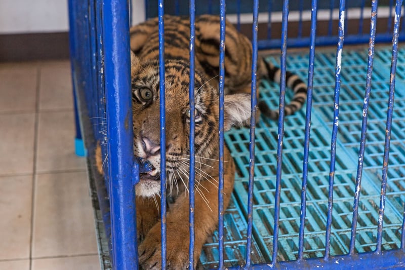Cachorro de tigre para selfies enjaulado en Tailandia