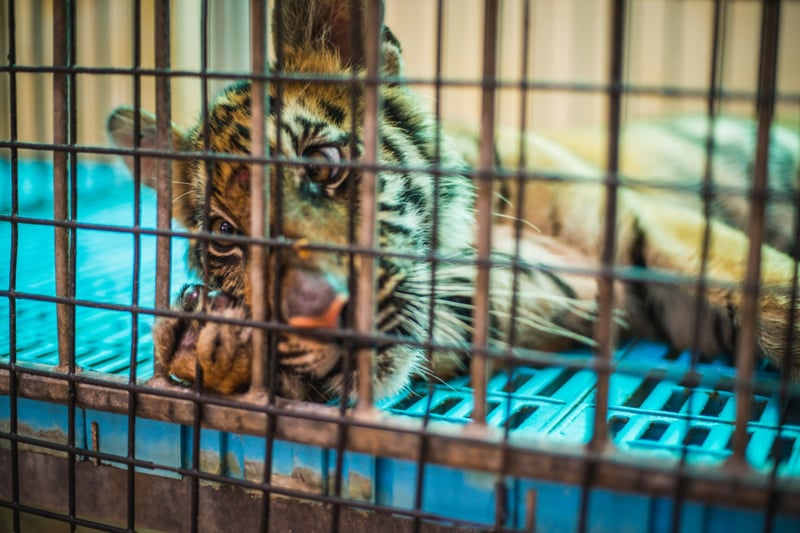 Un tigre bebé mira con angustia a través de una jaula.