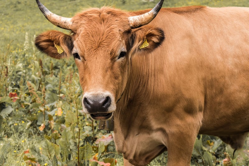 Colombia prohíbe las corridas de toros. Una vaca libre mira a la cámara.