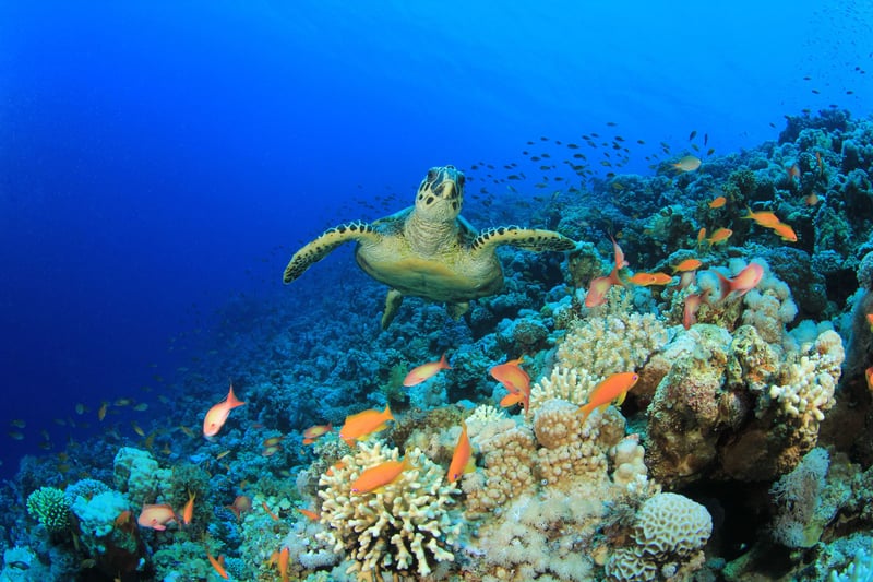 Una tortuga nada en la profundidad del mar junto a corales.