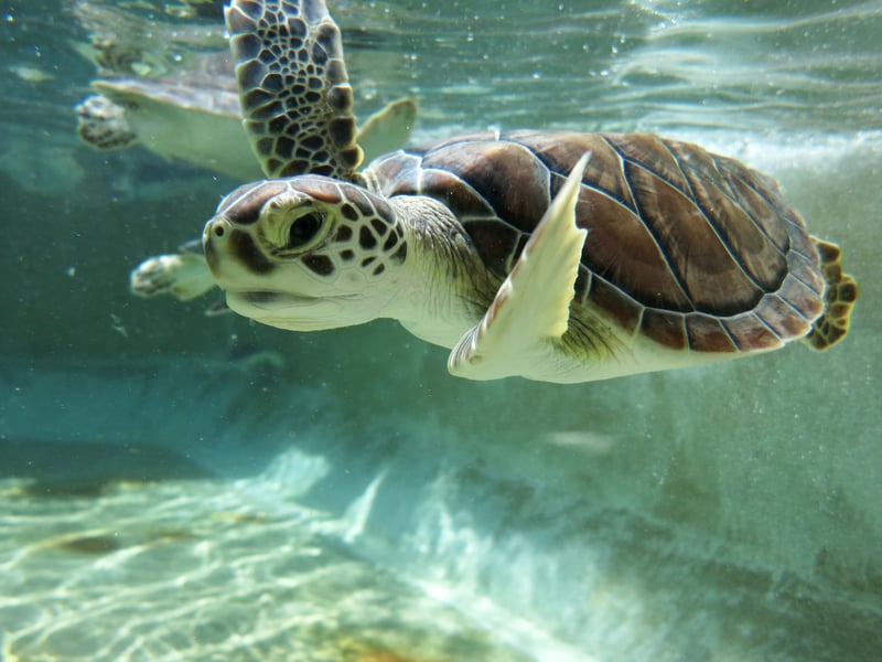 Tortuguita joven en la piscina de la Granja de Tortugas de las Caimán