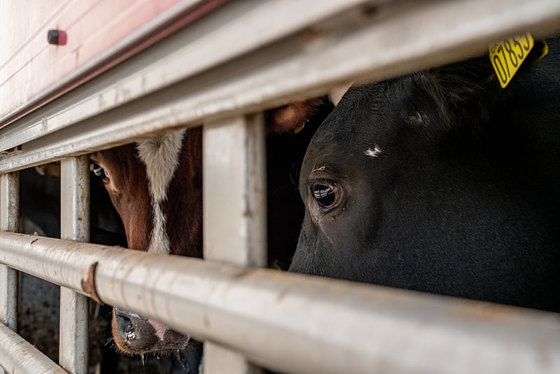 Vacas miran con temor a través de los barrotes de un camión.