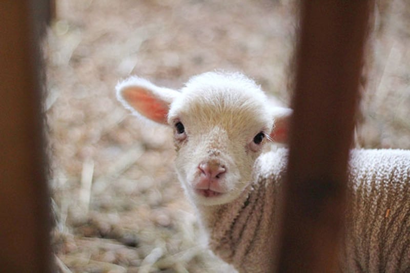 Farm lamb looking through caged bars